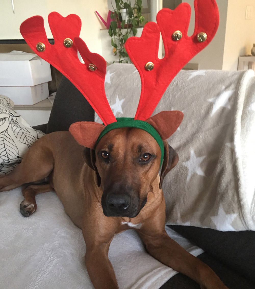 frohe-weihnachten