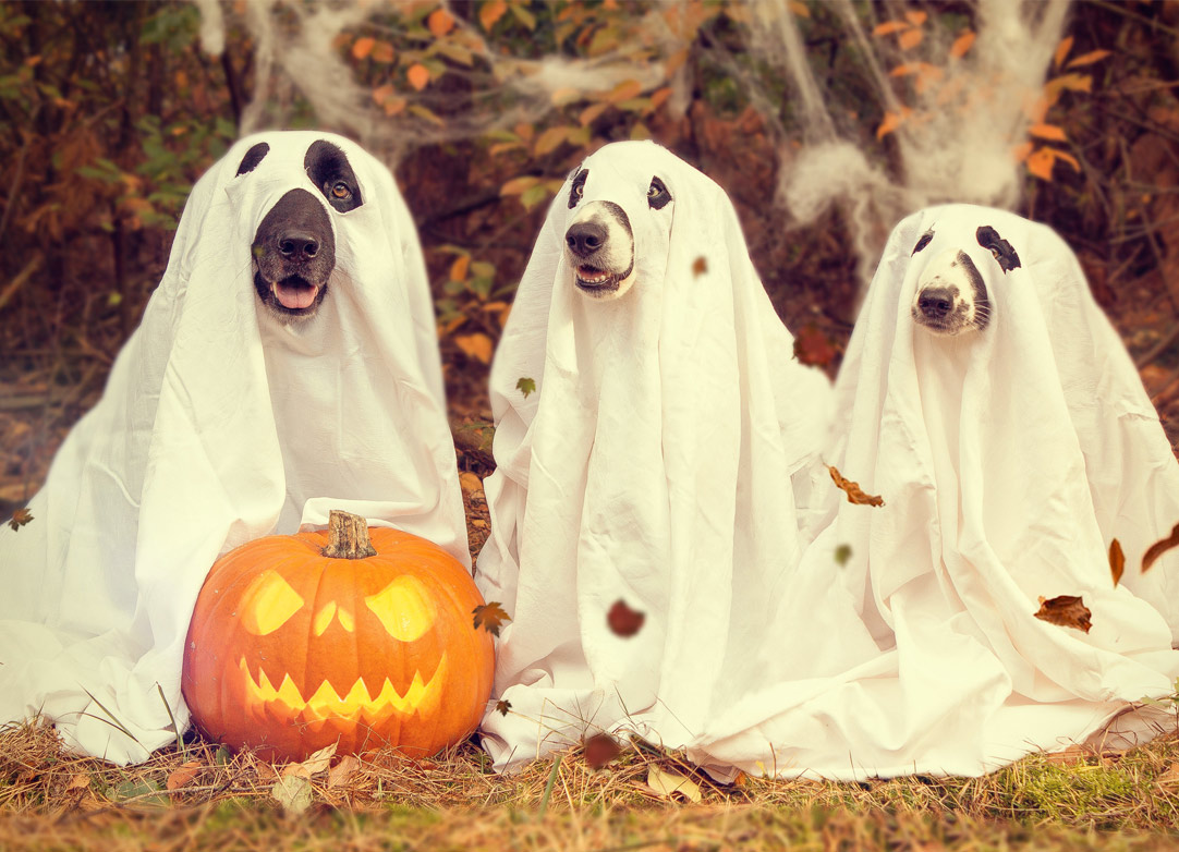 25_halloween