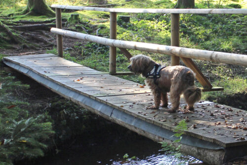 Brückentage, ein Tipp von AktivDog Hundefutter