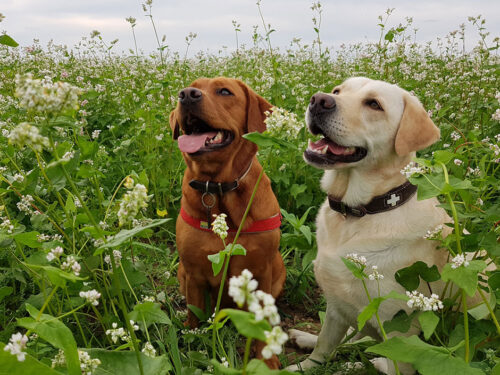 Fenja und Meggen lieben Ihr AktivDog Futter