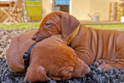 Nachwuschs bei AktivDog – viele kleine Ridgebacks