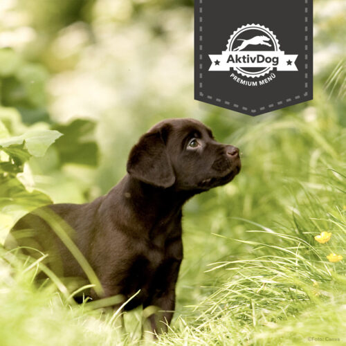 Hundefrühling mit AktivDog Frischfutter, Ergänzungsfutter und Leckerlis