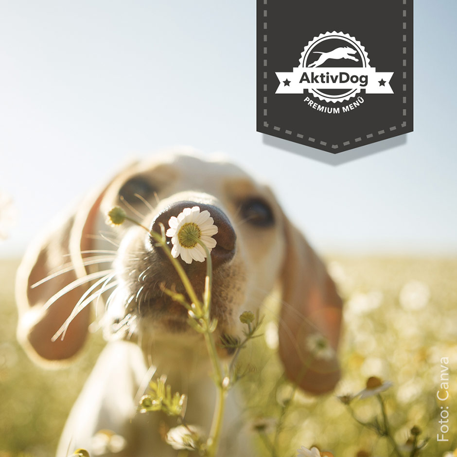 Pfingsten, ein Brauchtum zur Verehrung der Natur auf www.aktivdog.ch Pfingsten, ein Brauchtum zur Verehrung der Natur auf www.aktivdog.ch
