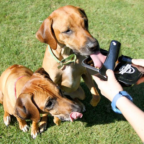 Die Ridgebacks Fiona und Asha stehen auf die AktivDog Leckerlis