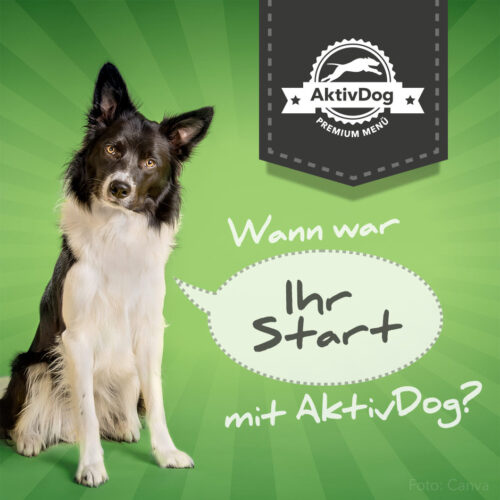 Wann war Ihr Start mit AktivDog Premium Hundefutter?