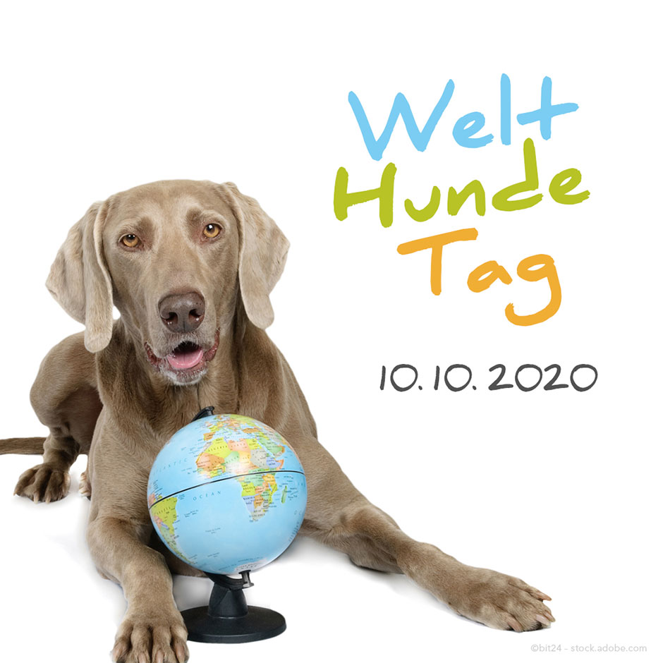 AktivDog Hundefutter feiert den Welthundetag am 10.10.2020 AktivDog Hundefutter feiert den Welthundetag am 10.10.2020