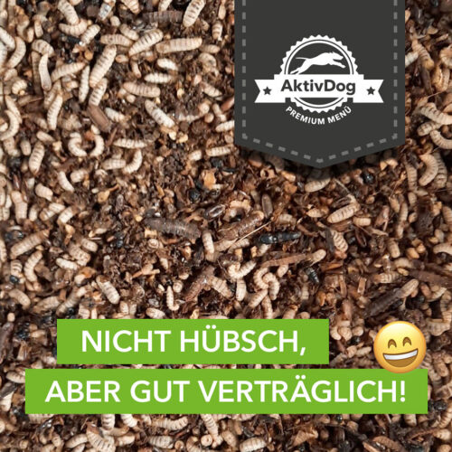 Wir züchten jetzt selbst die Larven der Soldatenfliege für unser Hundefutter mit Insektenprotein.