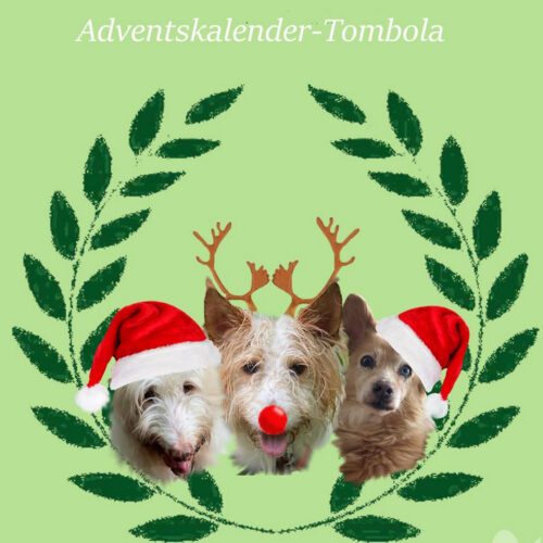 Zur Adventskalender-Tombola der anihelp Tierhilfe auf www.aktivdog.ch geht es hier.