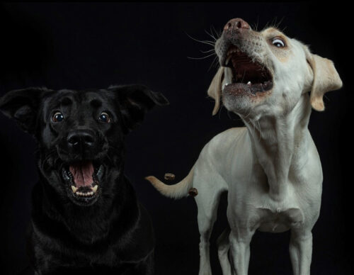 Wie man sieht, sind die beiden Labradormädels richtige Energiebündel. Das liegt an AktivDog Hundefutter!