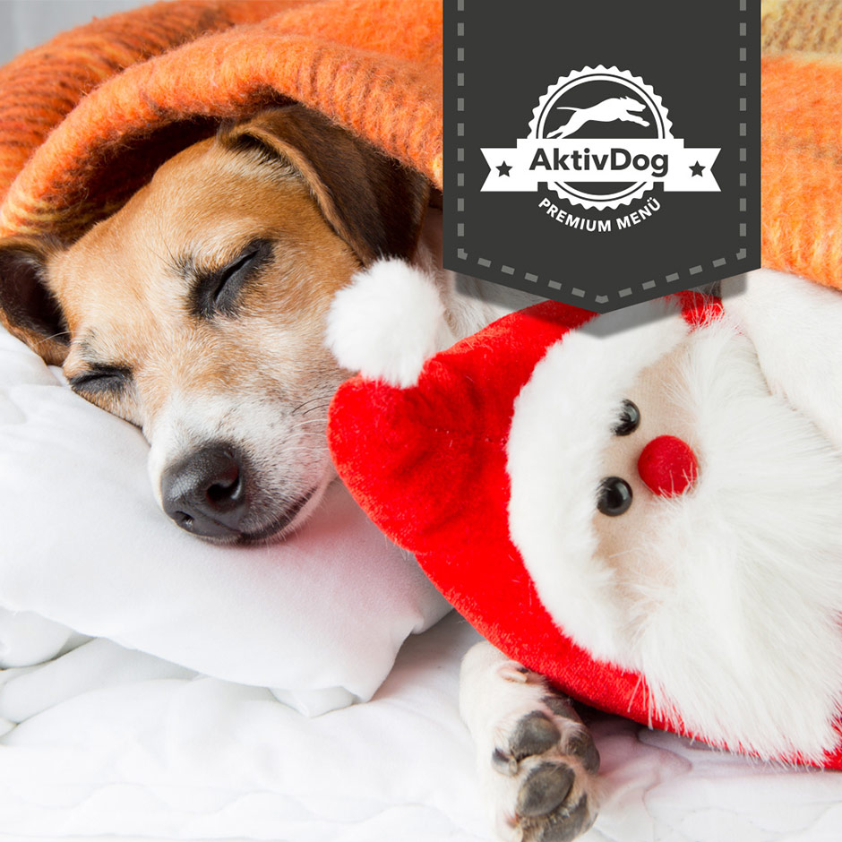 Weihnachtszeit mit AktivDog – Schweizer Hundefutter Weihnachtszeit mit AktivDog – Schweizer Hundefutter