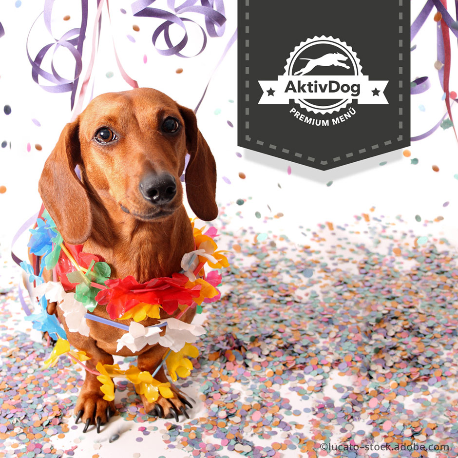 Fasnacht mit den Vierbeinern – AktivDog bestes Hundefutter