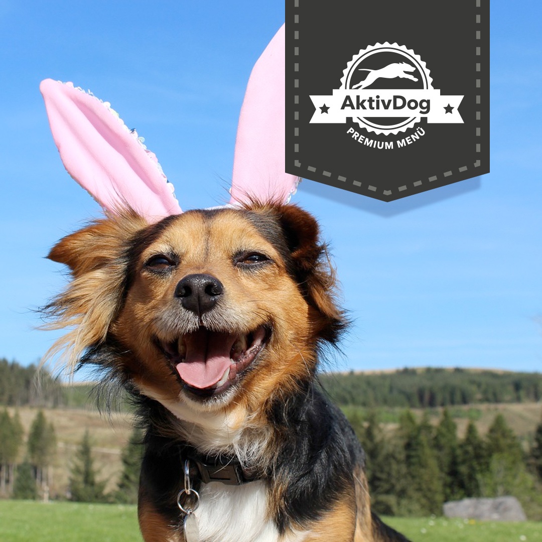 Frohe Ostern wünscht das ganze AktivDog-Team Frohe Ostern wünscht das ganze AktivDog-Team
