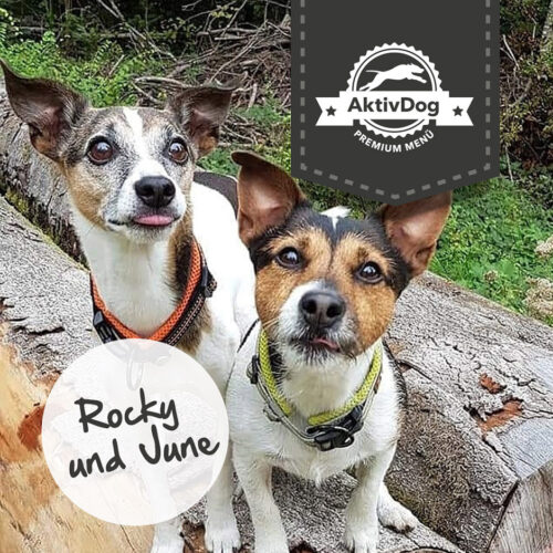 Rocky und June – Neue Kunden bei AktivDog Hundefutter aus der Schweiz