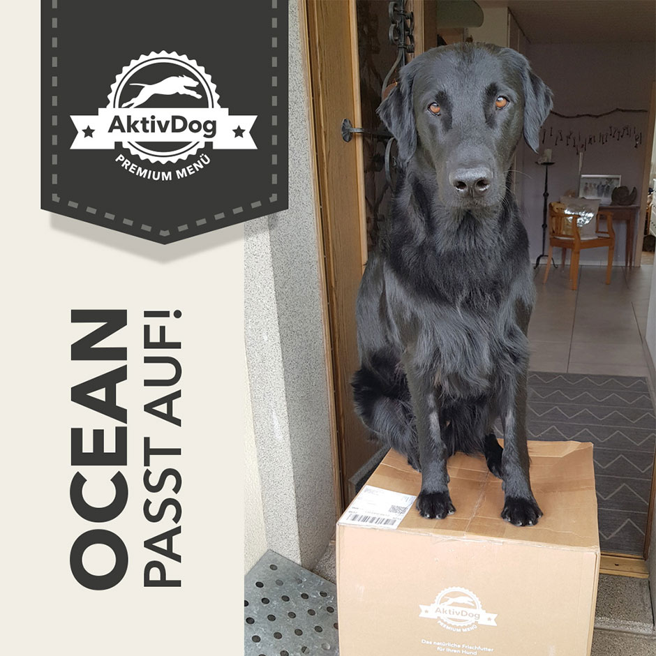 Ocean, ein Flat Coated Retriver, liebt sein AktivDog Hundefutter und passt darauf auf!