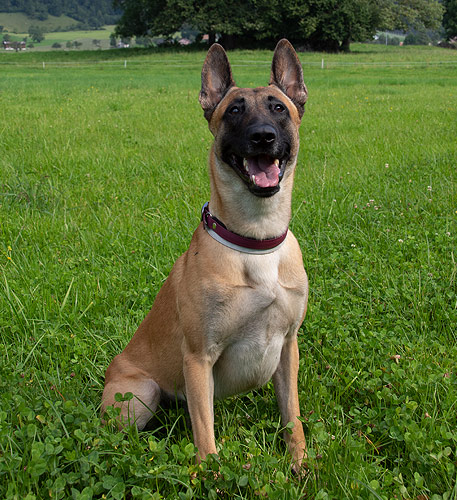 Atreyu, Qualitätsmanager bei AktivDog Hundefutter