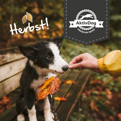 Heute ist Herbstbeginn – Vierbeiner lieben das Tollen im Herbstlaub