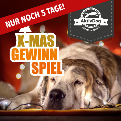 Das Weihnachts Gewinnspiel 2021 von AktivDog Premium Hundefutter – noch 5 Tage