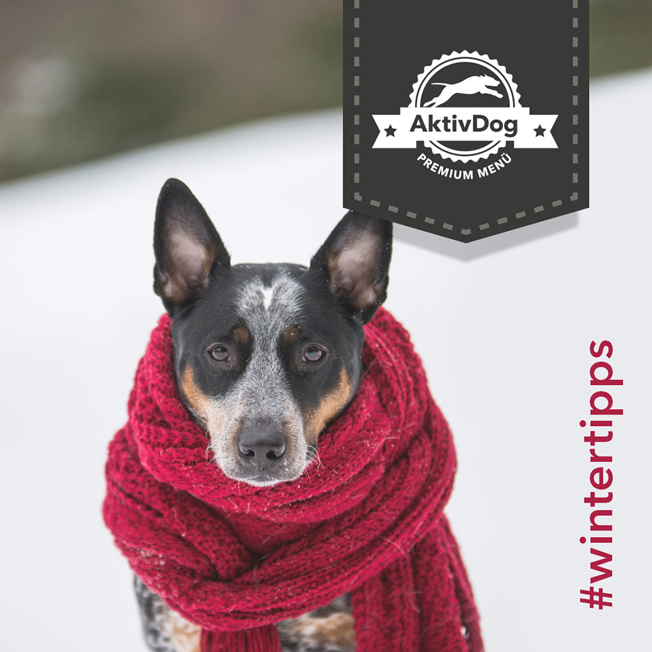 Die Wintertipps für hunde von AktivDog – schweizer Hundefutter