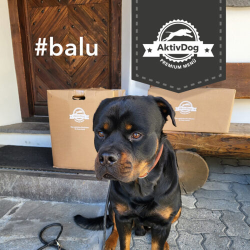 Rottweiler Balu liebt sein AktivDog Hundefutter