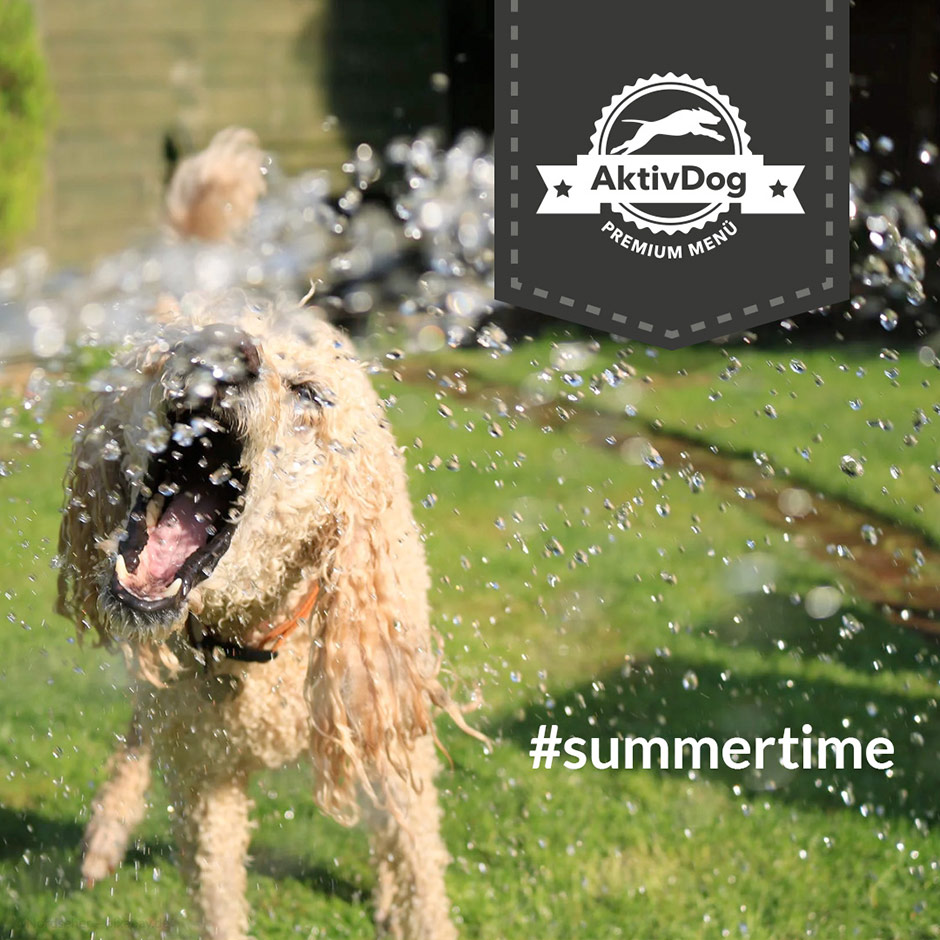 Wir von AktivDog hundefutter wünschen allen einen schönen Sommeranfang.