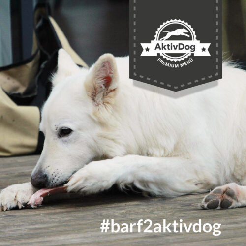 AktivDog ist auch gutes Hundefutter für Barfer