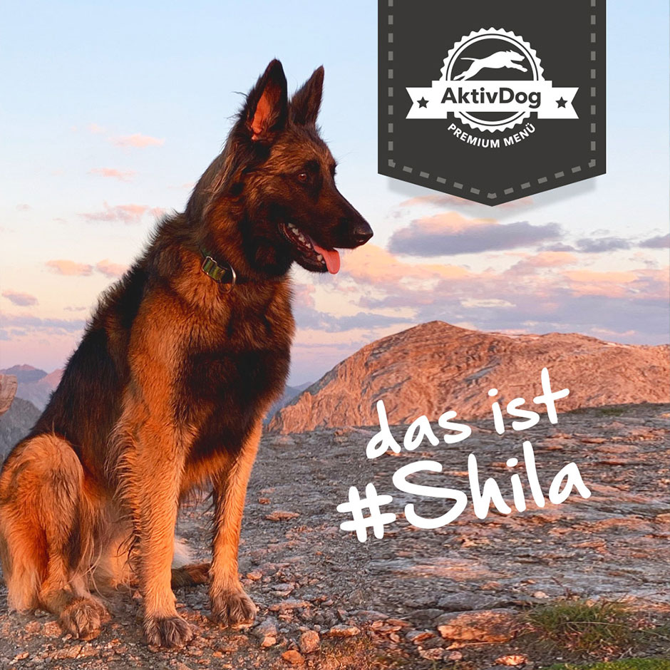 Das ist Shila und sie hat keine Verdauungsprobleme mehr dank AktivDog Hundefutter