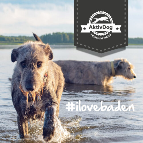 HUnde baden gerne – Tipps von AktivDog Schweizer Hundefutter