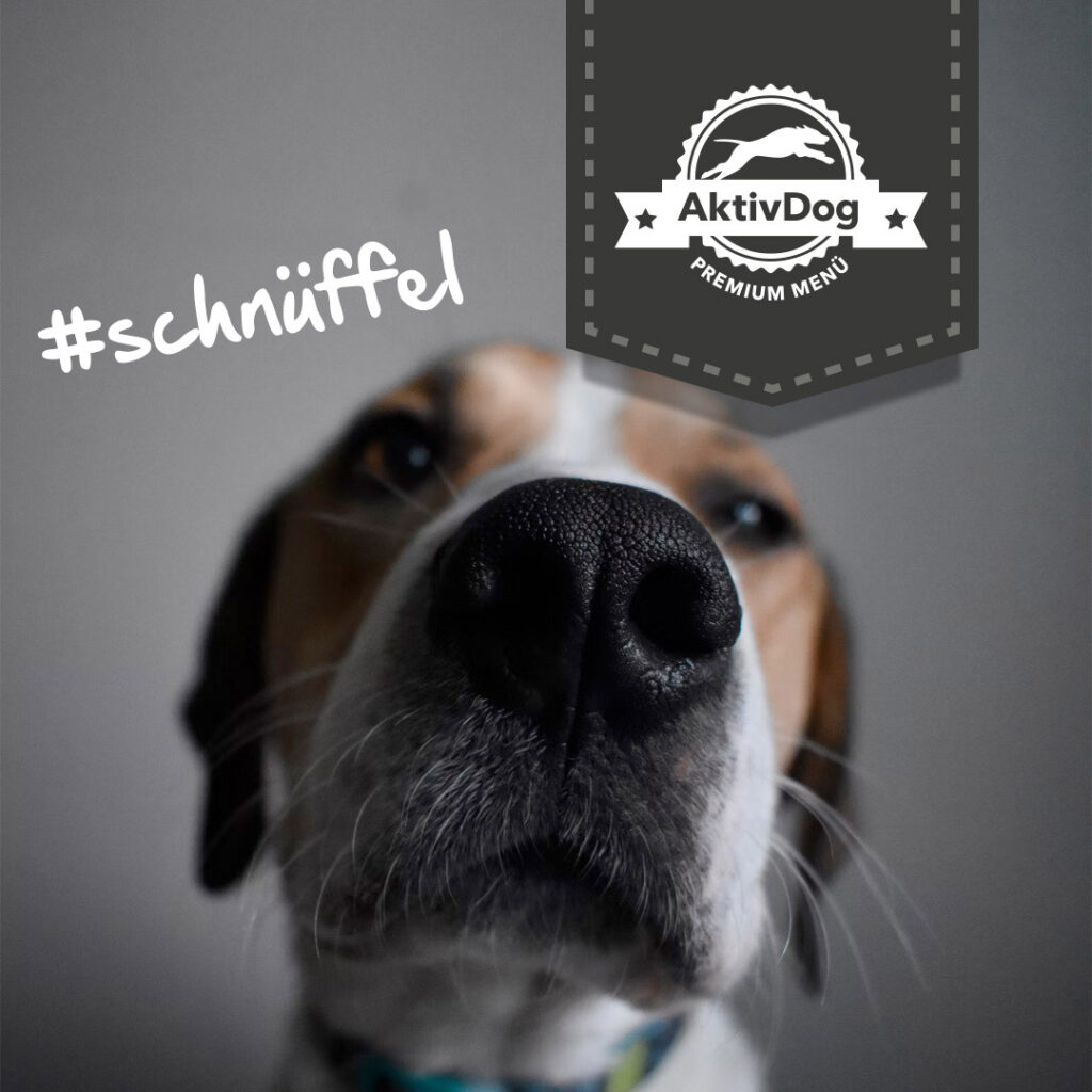 Warum können Hunde eigentlich so gut riechen? AktivDog
