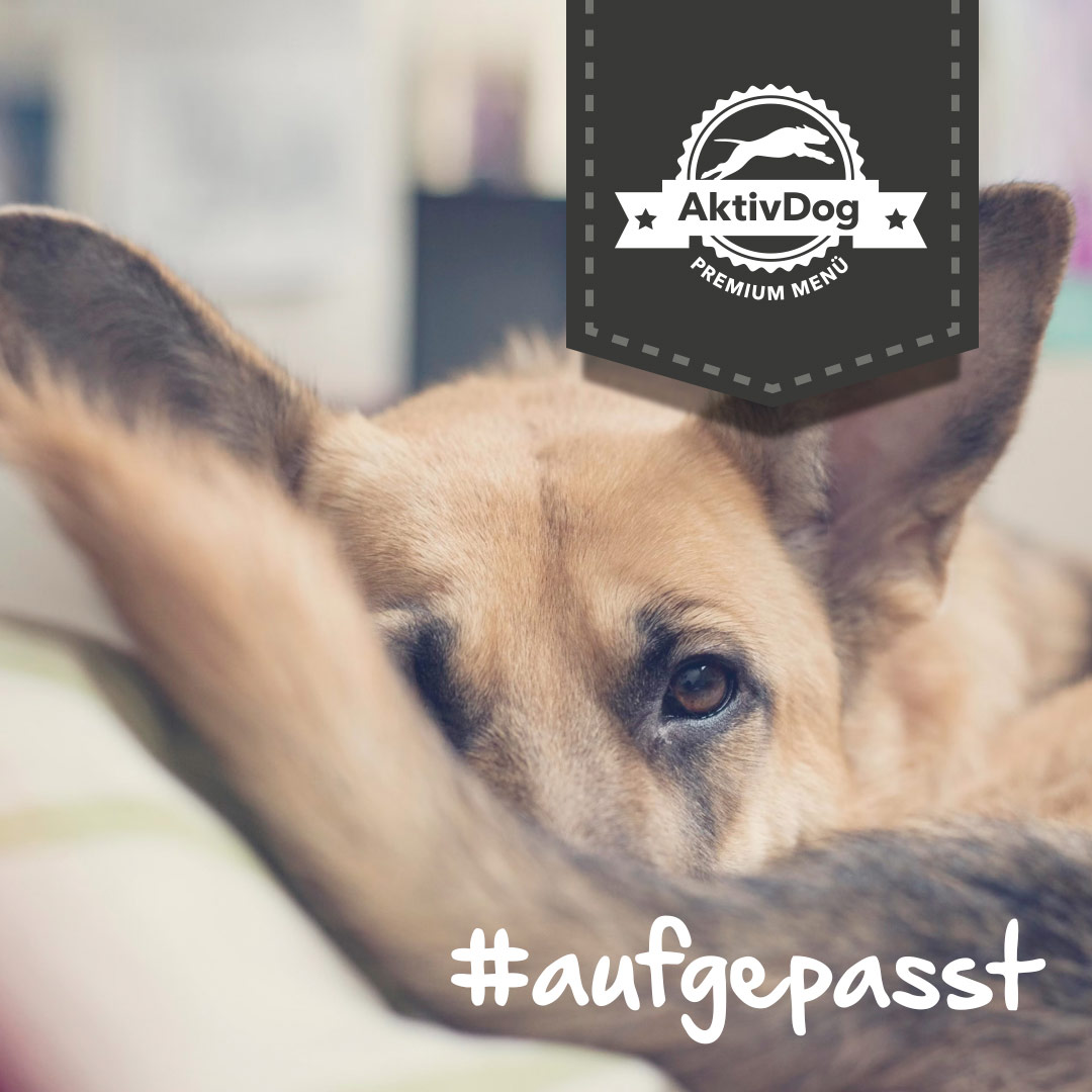 Aufgepasst – Hunde kommunizieren mit dem Schwanz. Tipps von AktivDog schweizer Hundefutter