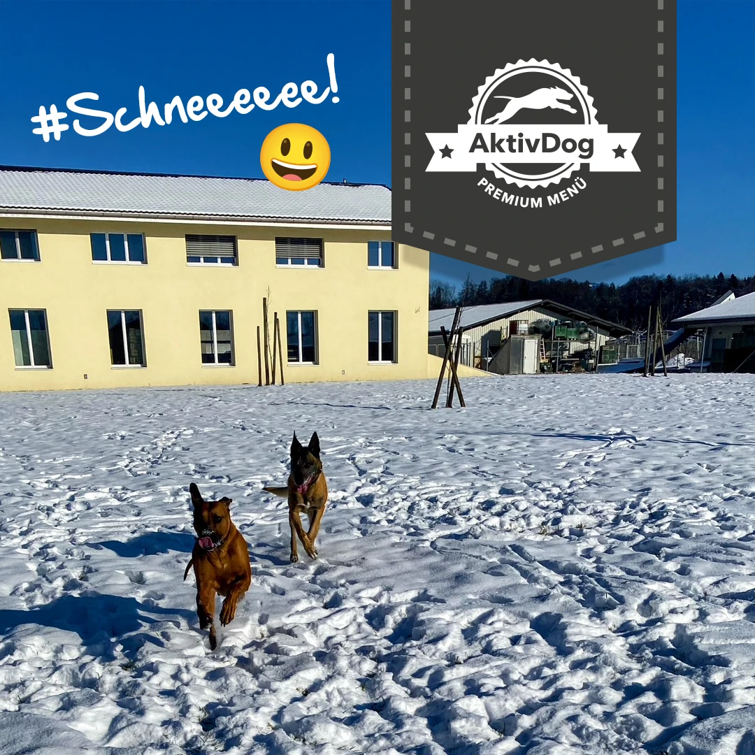 2026_04_Hunde im Schnee